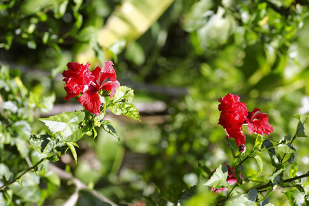 芙蓉热带花在花园里