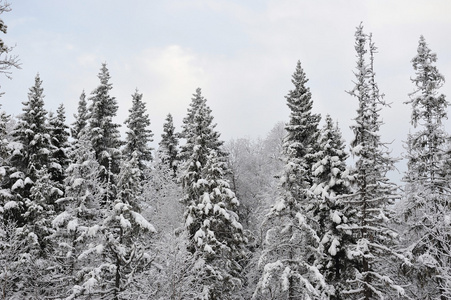 泰加在初冬有雪和霜冻。