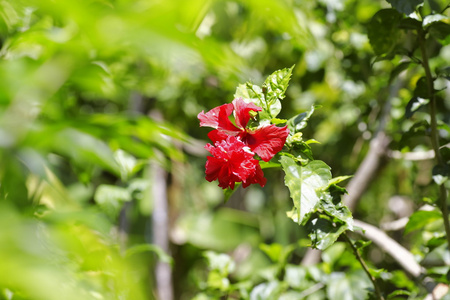 芙蓉热带花在花园里