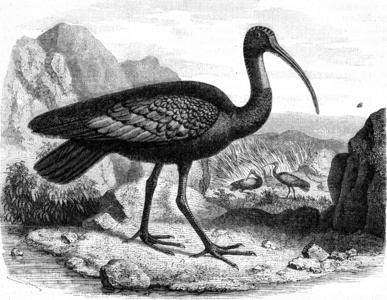 1876年在湄公河岸边发现的巨大的ibis