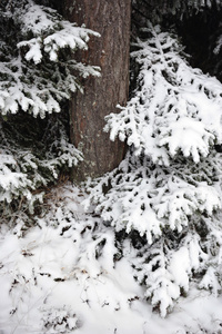 冷杉树枝被雪覆盖。