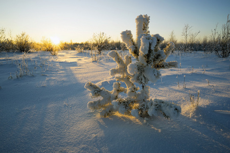 阳光下被白雪覆盖的松树