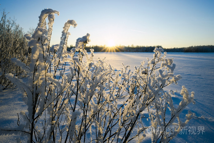 雪布什在晚上的太阳