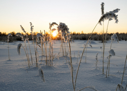 蓬松的小树枝的日落在雪中的草