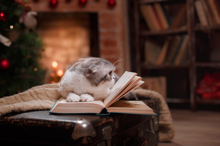 猫咪品种苏格兰折，圣诞和新年