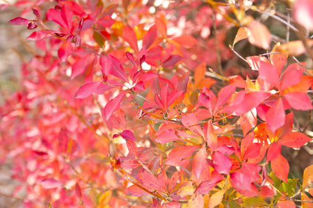 秋天有树枝的红叶。模糊的背景