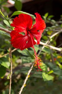 红色芙蓉花与叶子的露水图片