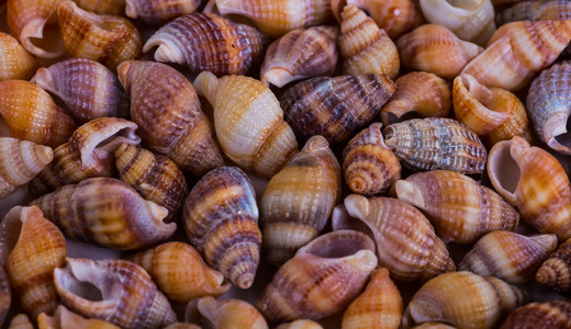 贝壳贝壳各种海贝壳从海滩panor
