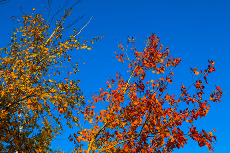 美丽的秋天树分支在蓝天背景