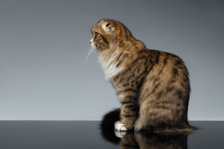 苏格兰折耳猫的猫坐在灰色的背景下,配置文件照片