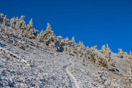 山坡上的雪界森林