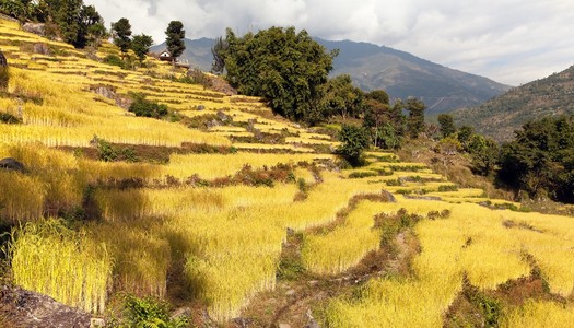 尼泊尔索鲁坎布山谷的金色梯田
