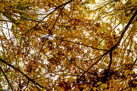 森林里的多彩秋树
