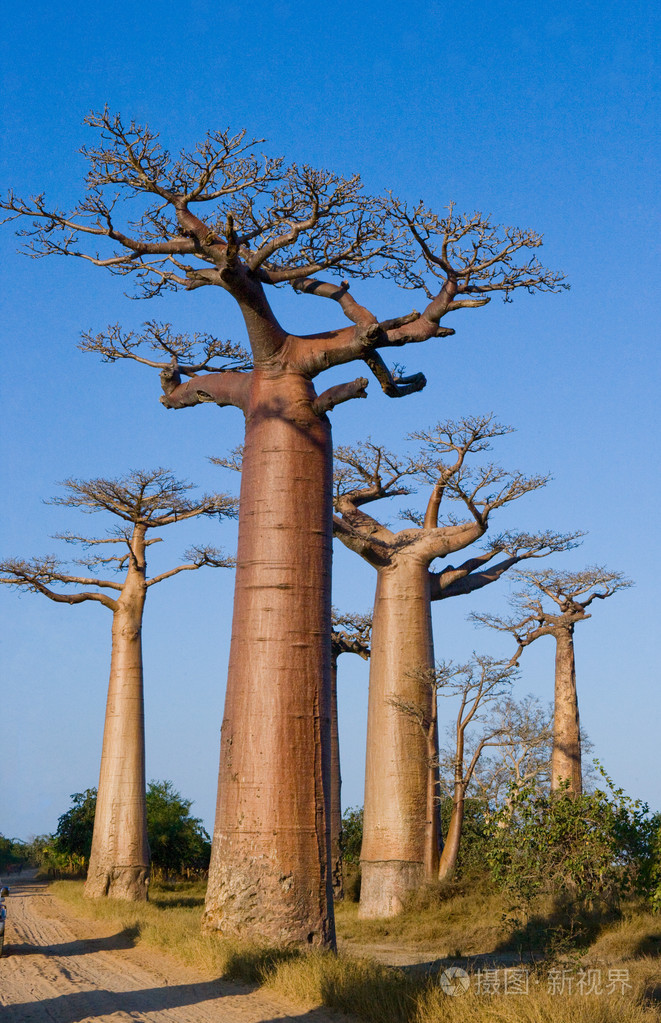 美丽的猴面包树