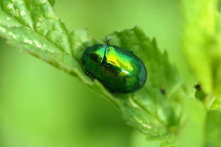 在自然的绿色 scarabeo 昆虫