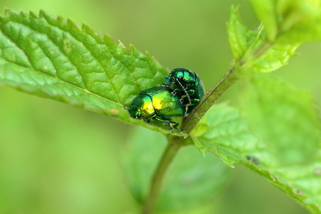 在自然的绿色 scarabeo 昆虫