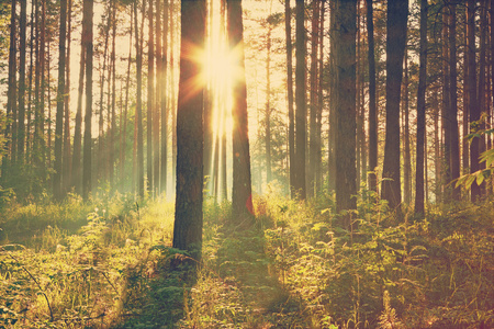 在树林里明亮日落
