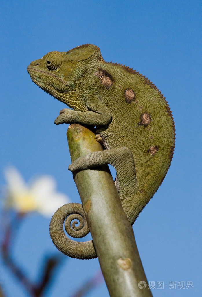 变色龙蜥蜴关闭