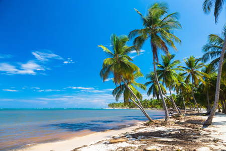 越过大洋，多米尼加共和国弯曲的棕榈树