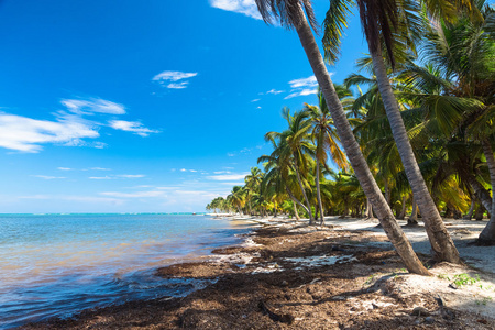 野生加勒比海滩上的许多椰子树, 大西洋, 多米尼加共和国