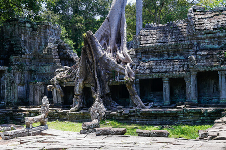 榕树摧毁建筑物的圣剑寺图片