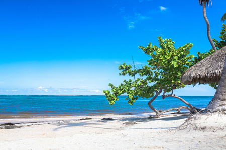 在热带海滩上棵孤独的树