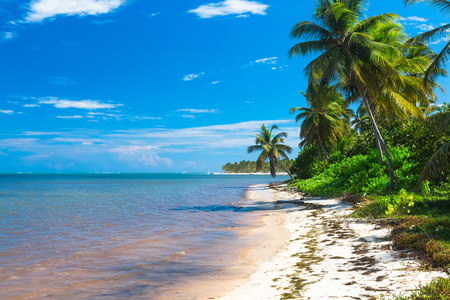 大西洋沿岸的野生棕榈树, 多米尼加共和国