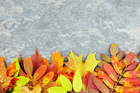 多彩的秋天树叶木制背景上