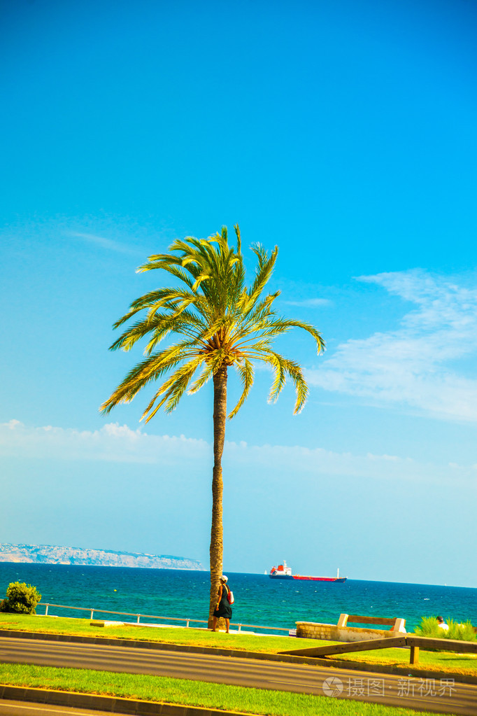 棕榈树沿着海岸在帕尔马