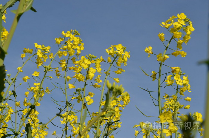 油菜籽黄色花