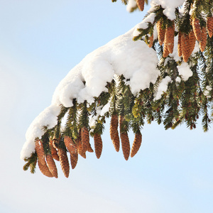 枞树 锥 雪冬