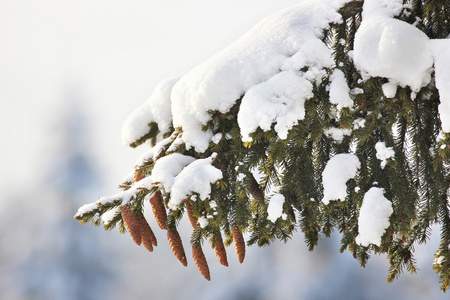 枞树 锥 雪冬