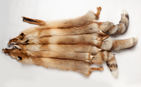 几个狐狸皮照片