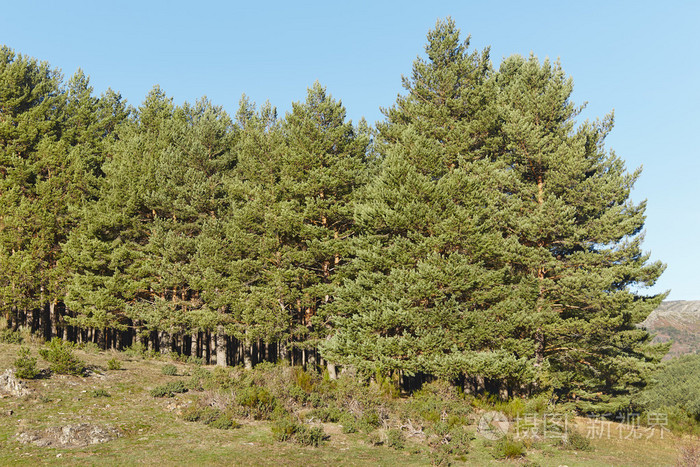 风景与松树木森林和晴朗的蓝天