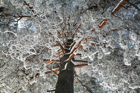 雪松树树