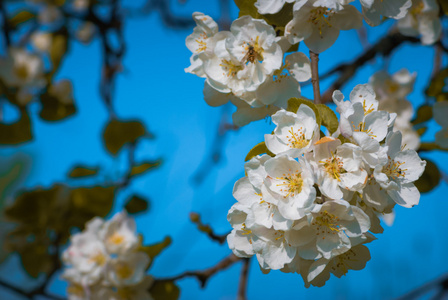 桃花苹果树