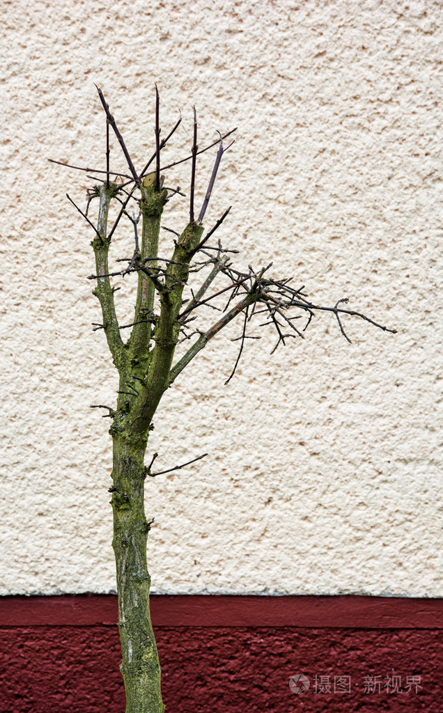 房子墙前的干树