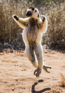 跳舞跳狐猴
