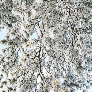 雪松树树