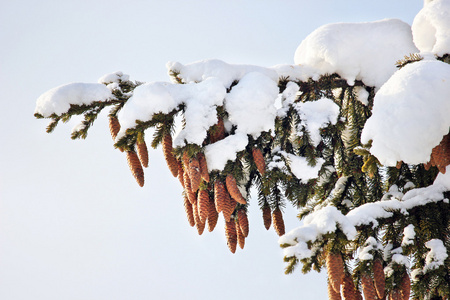 枞树 锥 雪冬