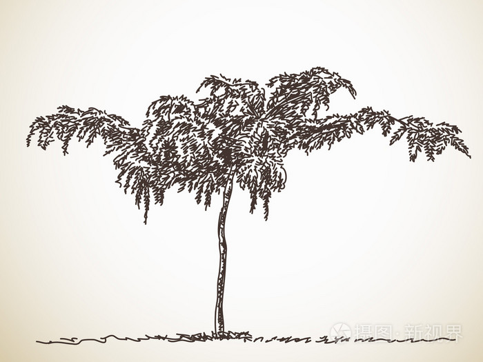 相思树素描插画-正版商用图片1krhpi-摄图新视界