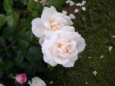 花园中的奶油色玫瑰