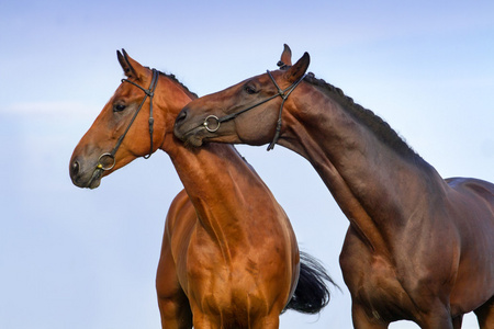 几匹几匹马在爱中照片