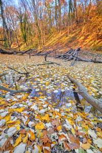覆盖着黄色的叶子在森林里的小湖