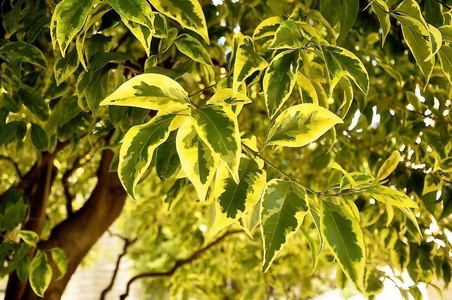 植物 垂叶榕 白色和绿色叶垂叶榕