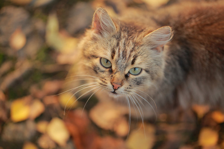 公园里的猫