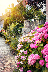 街头装饰与粉红色 hortensias