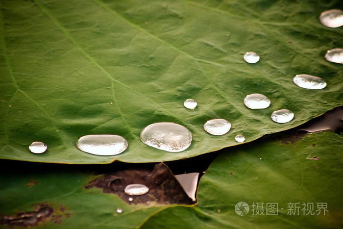 上荷叶绿绿的水珠