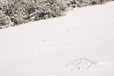 森林边的白色雪坡, 自然景观