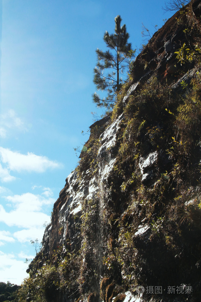 山上孤独的松树